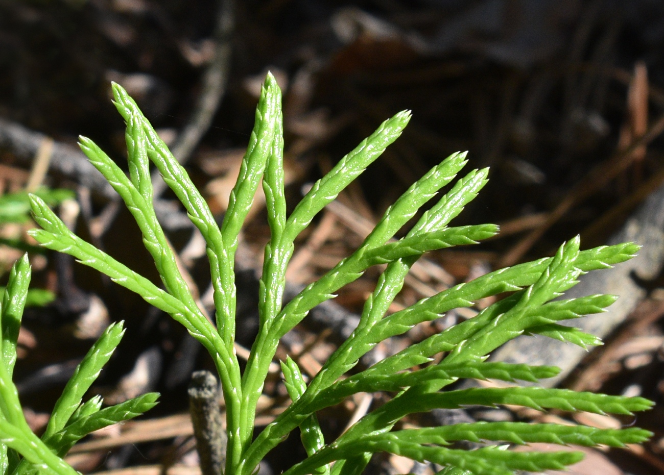 Image of Diphasiastrum complanatum specimen.