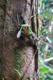 Amydrium medium. Соцветия на стебле. Малайзия, штат Саравак, округ Мири, национальный парк «Мулу». 14.03.2015.