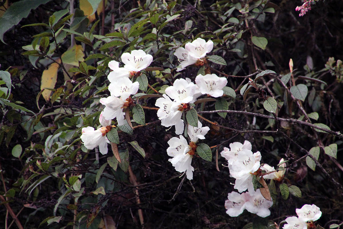 Image of Rhododendron edgeworthii specimen.