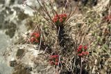 Rhodiola himalensis. Вегетирующее растение. Непал, провинция номер один, р-н Расува, национальный парк \"Langtang\". 04.05.2002.