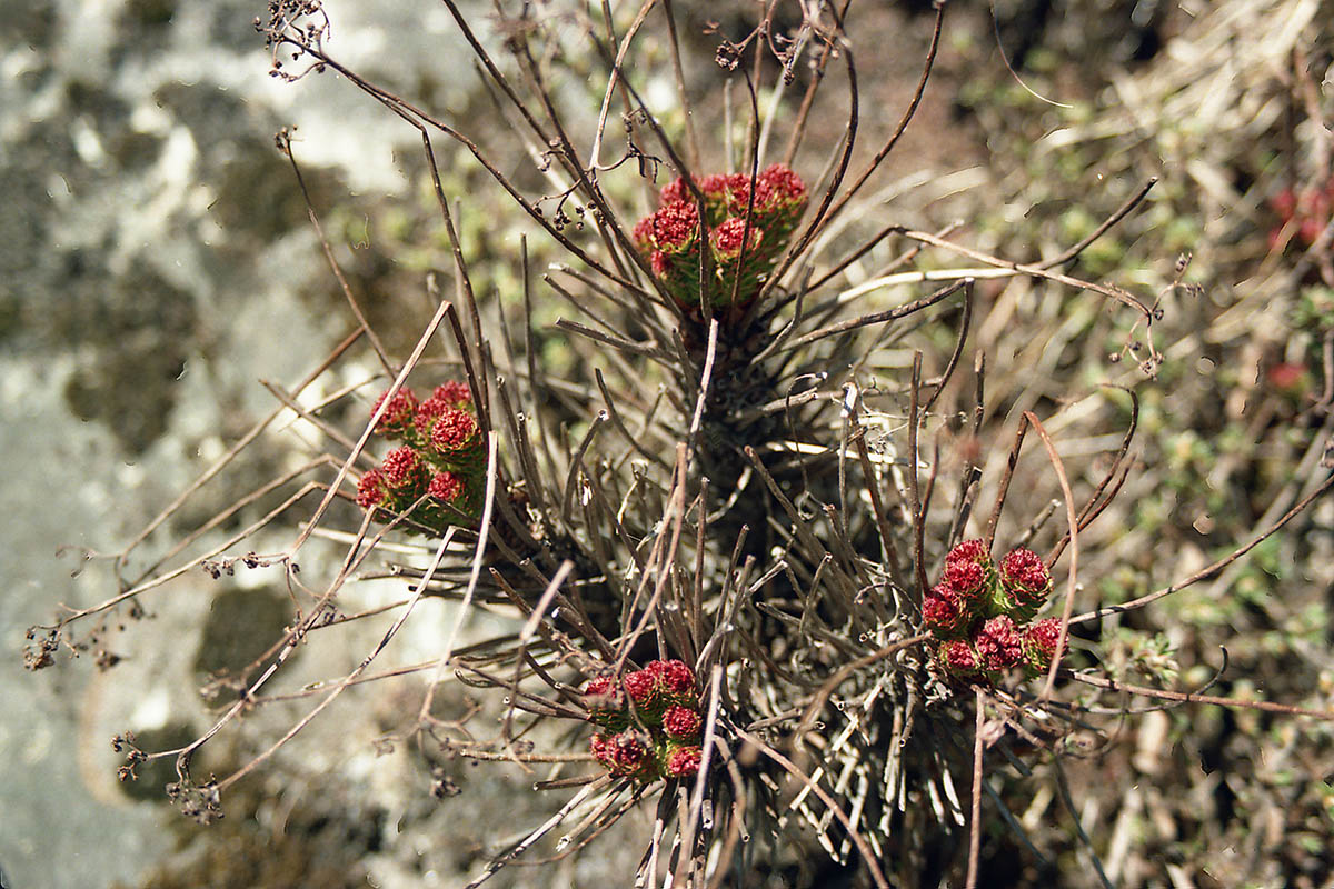 Image of Rhodiola himalensis specimen.