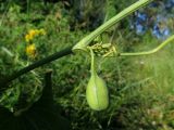 Aristolochia clematitis