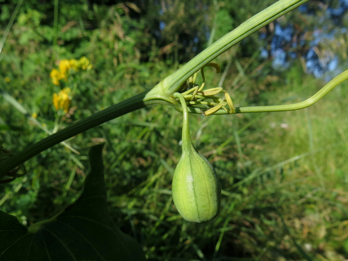 Image of Aristolochia clematitis specimen.