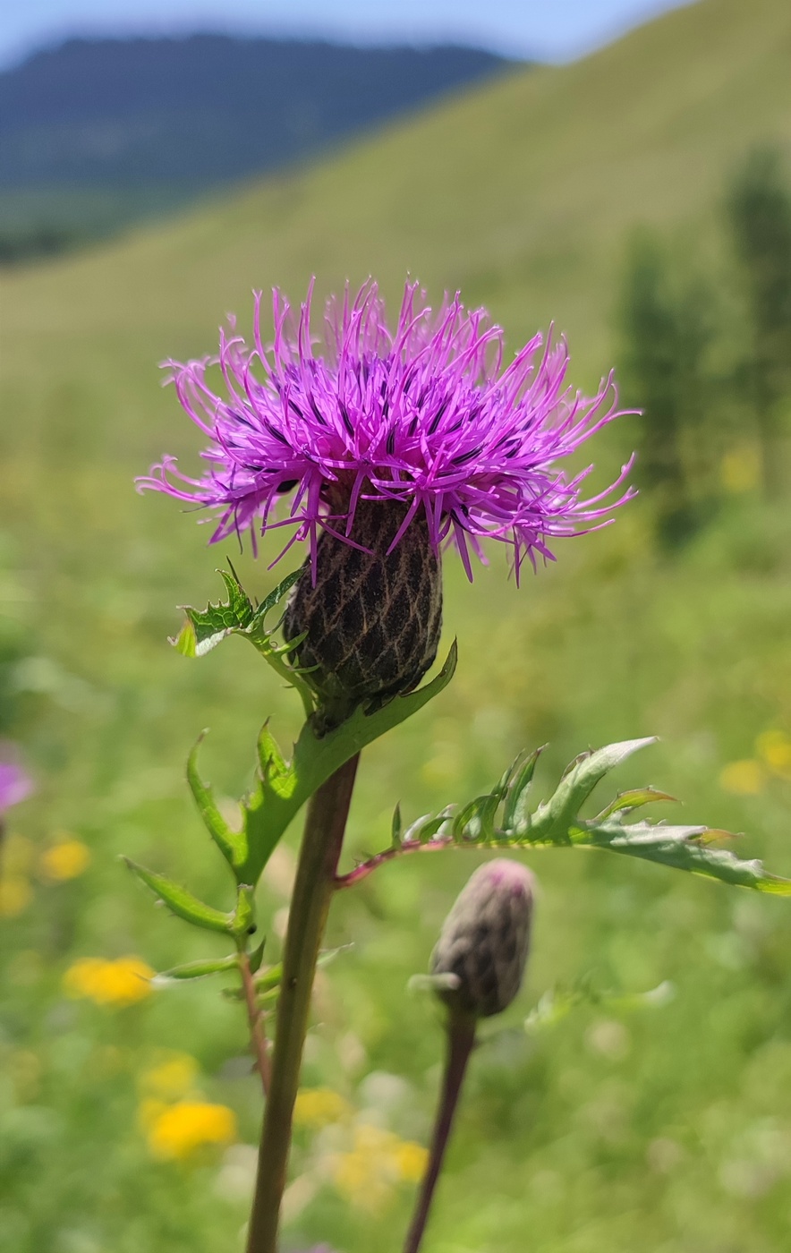 Изображение особи Serratula coronata.