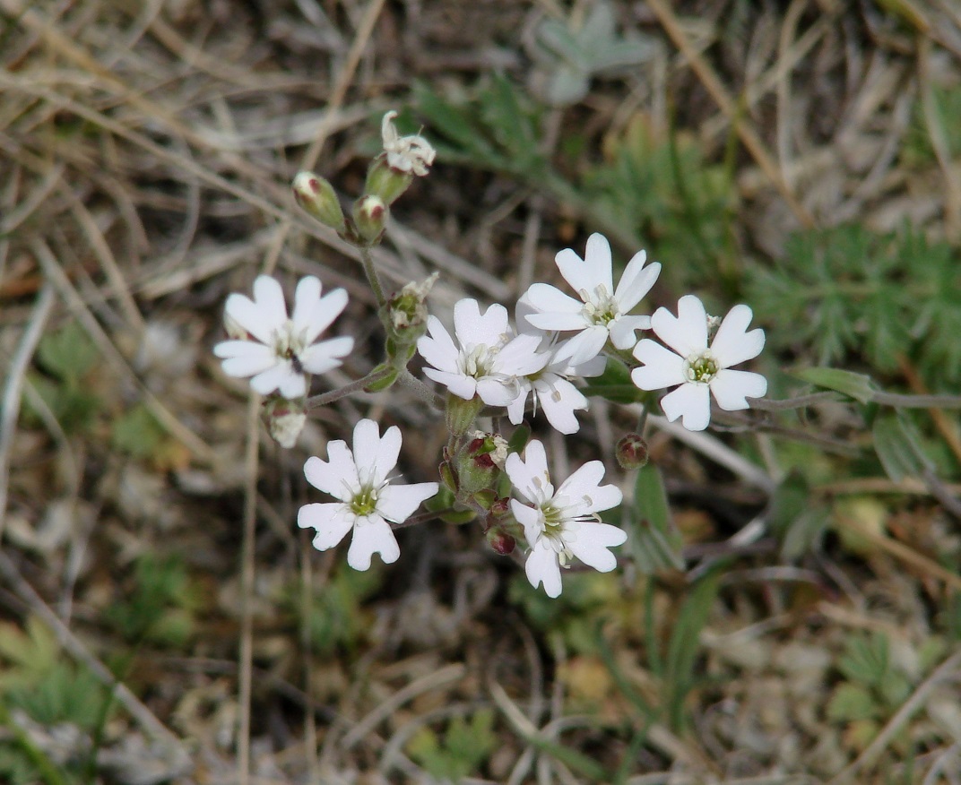 Изображение особи Lychnis sibirica.