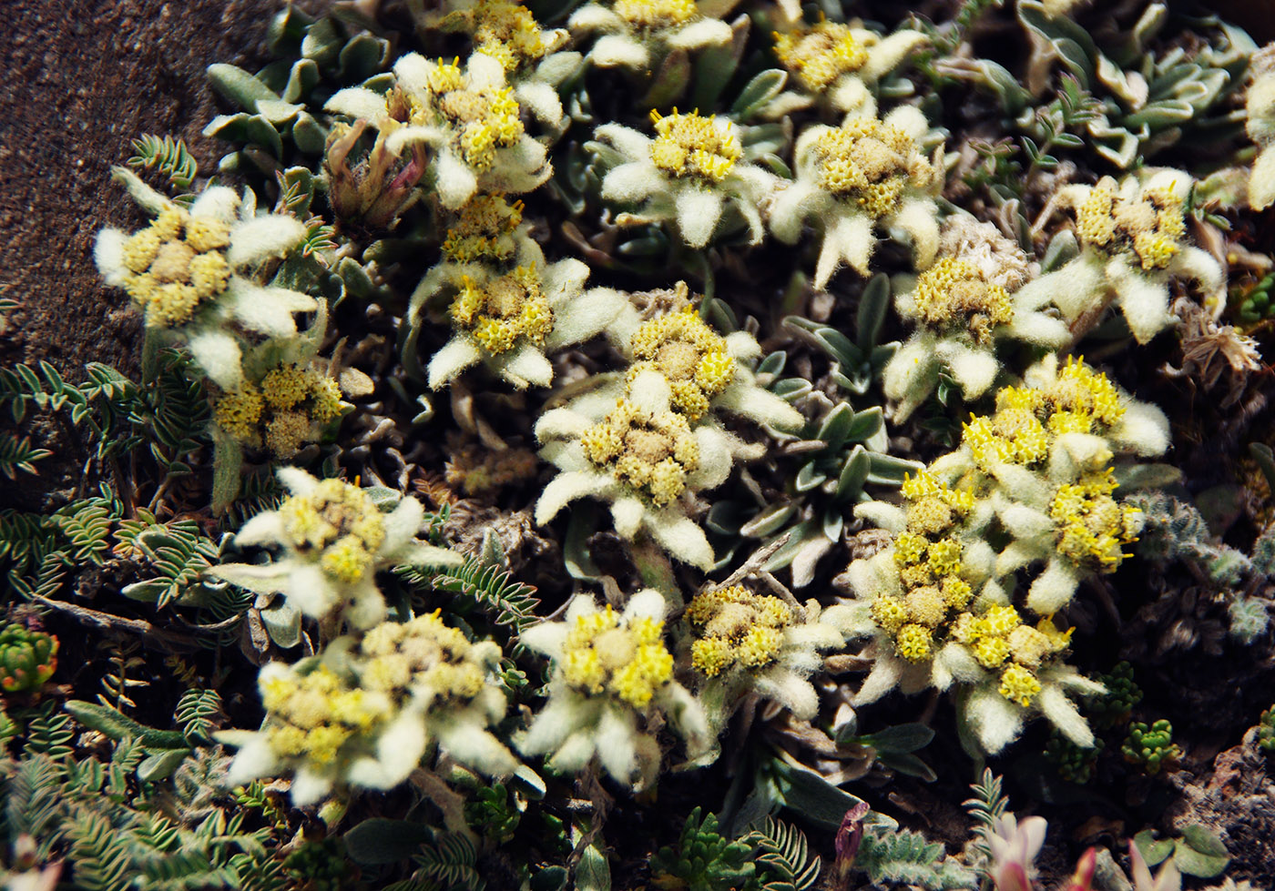 Image of Leontopodium ochroleucum specimen.