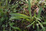 Plantago lanceolata