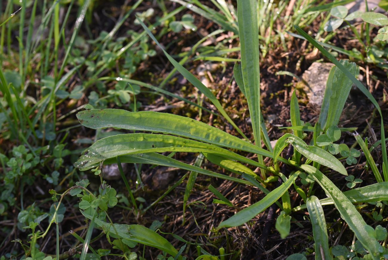 Изображение особи Plantago lanceolata.