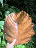 genus Dipterocarpus. Опавший отмерший лист. Шри-Ланка, нац. парк \"Синхараджа\", дождевой лес. 04.12.2022.