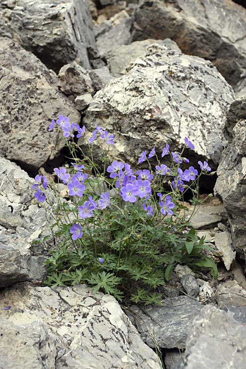 Изображение особи род Geranium.