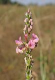 Onobrychis arenaria. Верхушка соцветия. Ульяновская обл., Новомалыклинский р-н, окр. дер. Абдреево, дол. р. Бол. Авраль, остепнённый луг, обочина дороги. 13.08.2022.