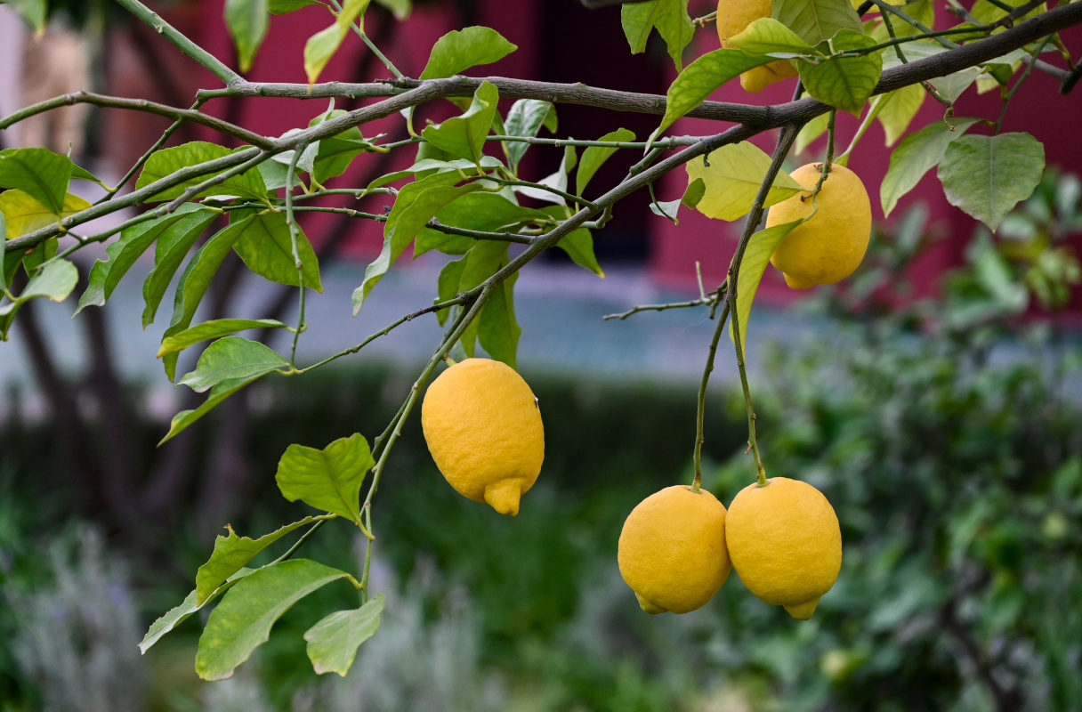 Image of Citrus limon specimen.