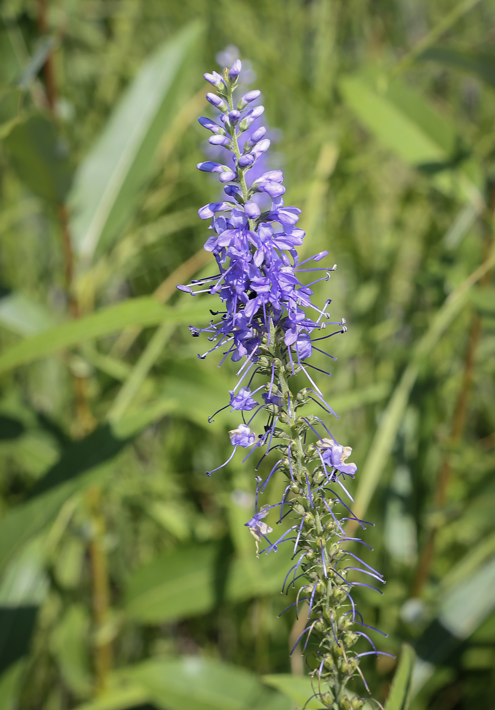 Изображение особи Veronica longifolia.