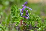 Corydalis conorhiza