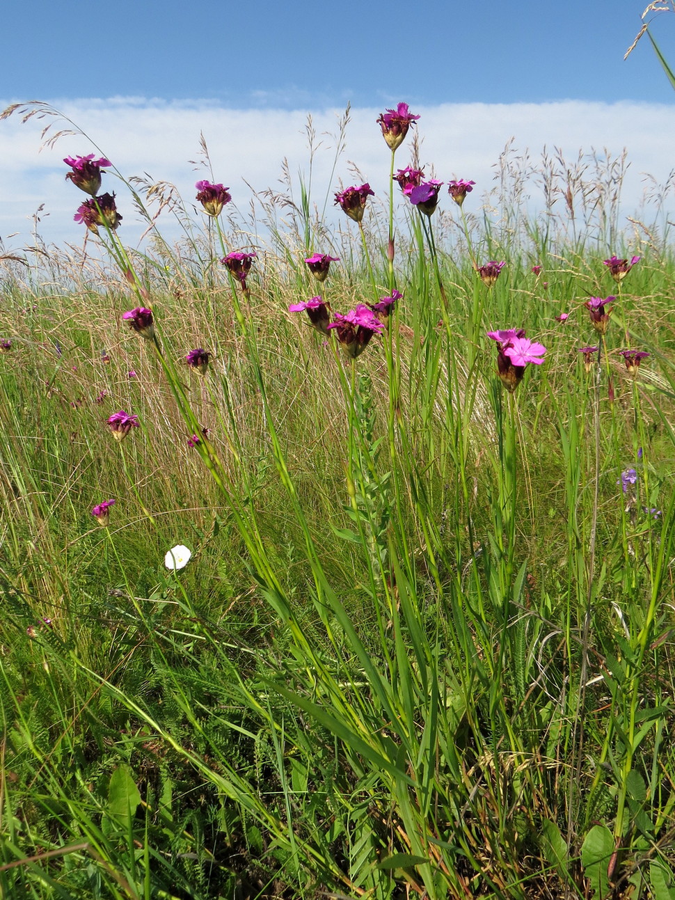 Image of Dianthus borbasii specimen.