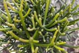 род Euphorbia
