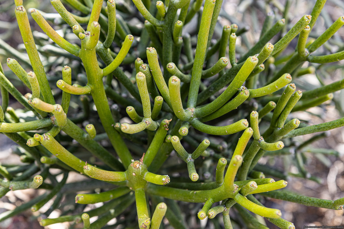 Изображение особи род Euphorbia.