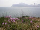 Geranium tuberosum