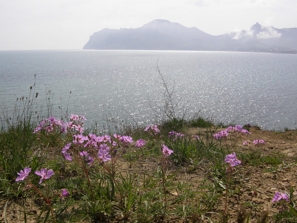 Image of Geranium tuberosum specimen.