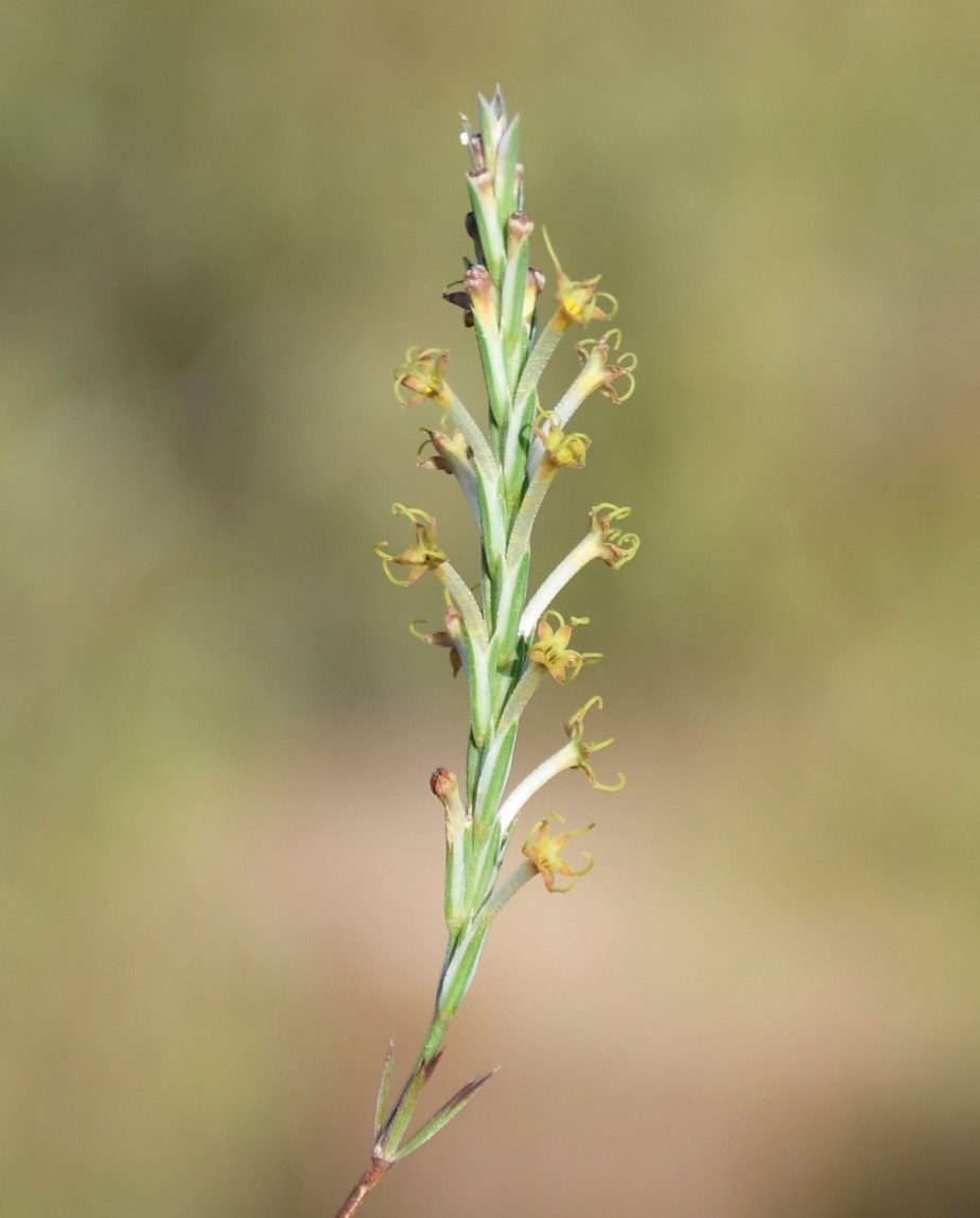 Image of Crucianella imbricata specimen.
