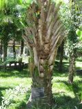 Butia capitata. Ствол. Абхазия. г. Сухум, ботанический сад. 24 июля 2008 г.