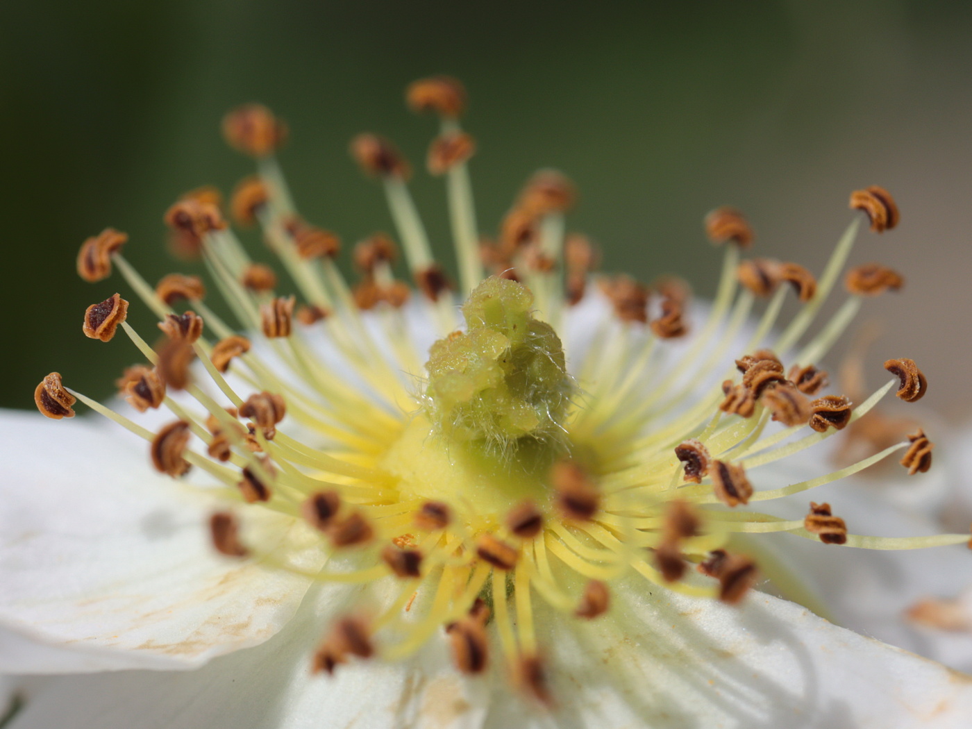 Image of Rosa floribunda specimen.
