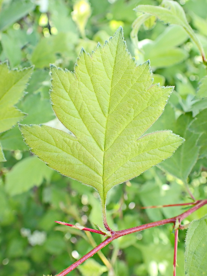 Image of Crataegus maximowiczii specimen.