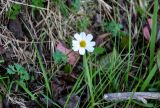 Callianthemum sajanense. Цветущее растение. Алтай, Северо-Чуйский хр., верховья р. Актру, ≈ 2200 м н.у.м., опушка хвойного леса. 02.07.2021.