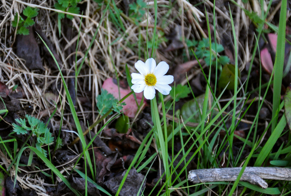 Изображение особи Callianthemum sajanense.