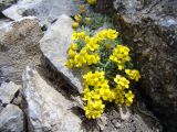 View full-size image Draba physocarpa