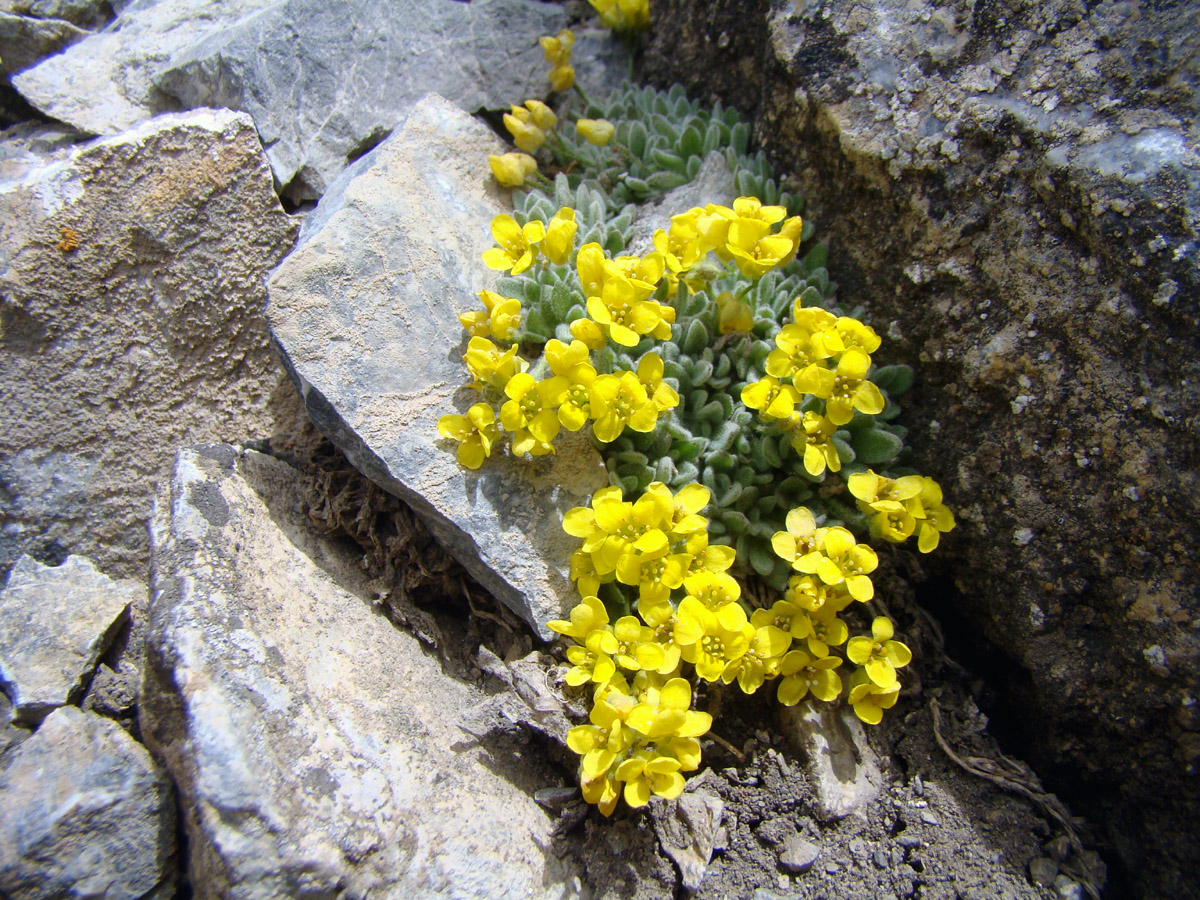 Image of Draba physocarpa specimen.