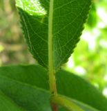 Salix pentandra