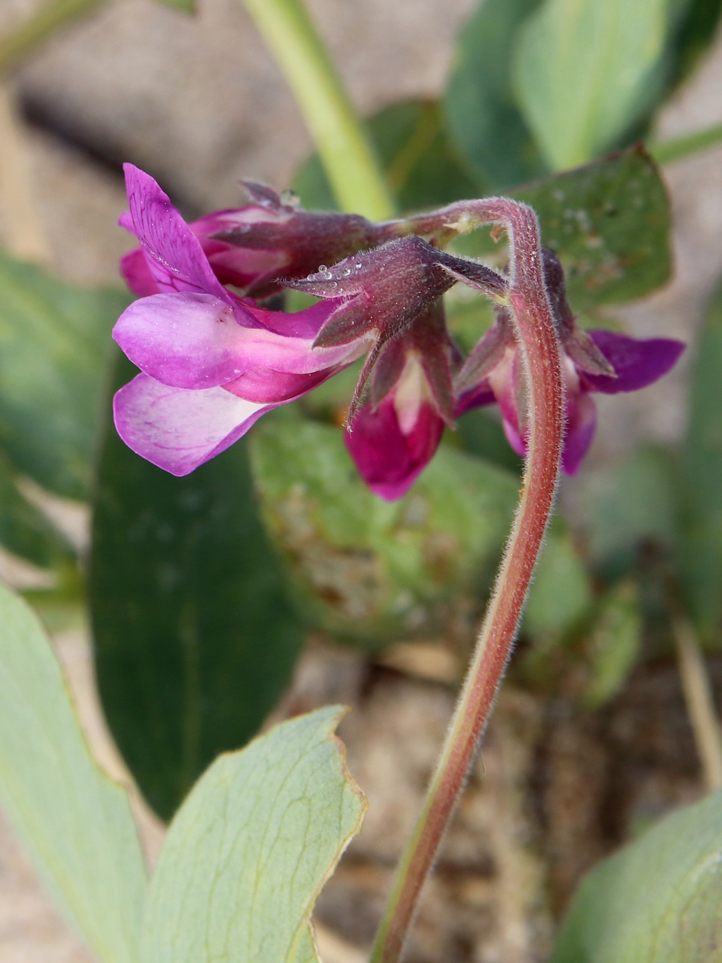 Image of Lathyrus japonicus ssp. pubescens specimen.