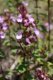 Teucrium chamaedrys. Верхушка цветущего растения. Краснодарский край, Лазаревский р-н, окр. с. Ордынка, 190 м н.у.м., просека. 20.07.2023.