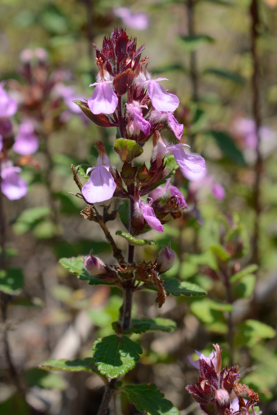 Изображение особи Teucrium chamaedrys.