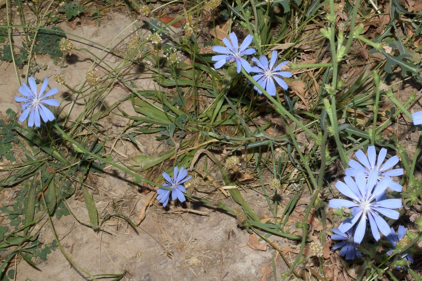 Image of Cichorium intybus specimen.