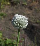 род Allium