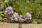 Astragalus oreades. Цветки. Карачаево-Черкесия, Карачаевский р-н, ущелье р. Кичкинекол (Узункольский), ≈ 2410 м н.у.м., морена ледника Большой Кичкинекол. 21.07.2023.