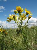 Senecio jacobaea. Верхушка цветущего растения. Казахстан, Восточно-Казахстанская обл., Катон-Карагайский р-н; Западный Алтай, перевал Шириккайын, низкогорный лугово-степной пояс. 29 июня 2023 г.