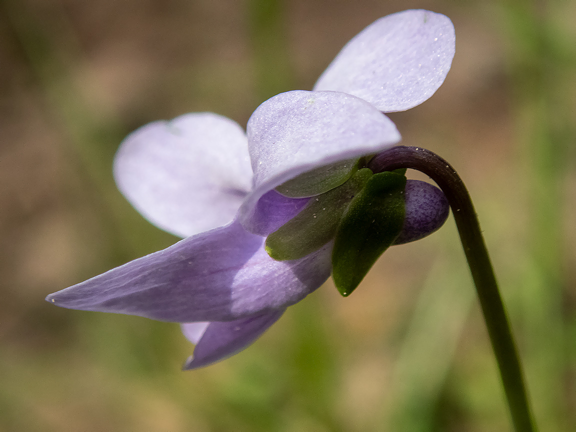 Изображение особи Viola palustris.