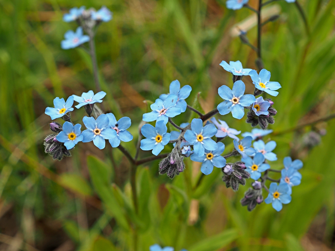 Image of Myosotis popovii specimen.
