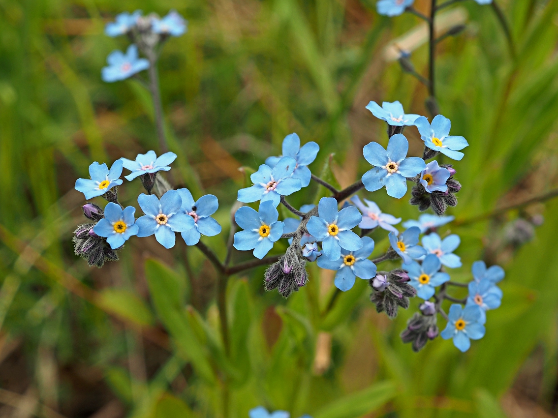 Изображение особи Myosotis popovii.