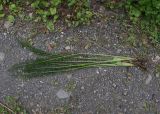 genus Achillea