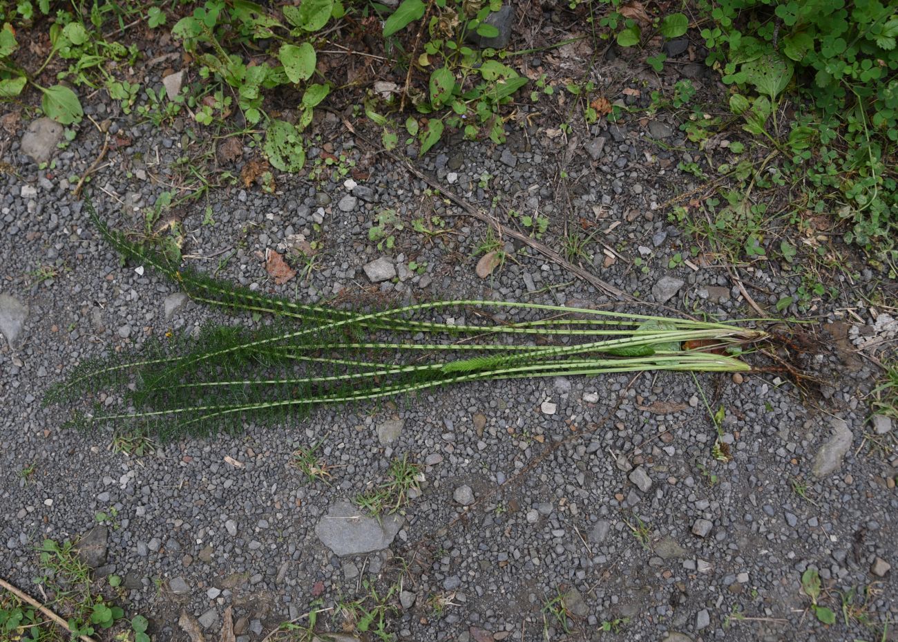 Image of genus Achillea specimen.