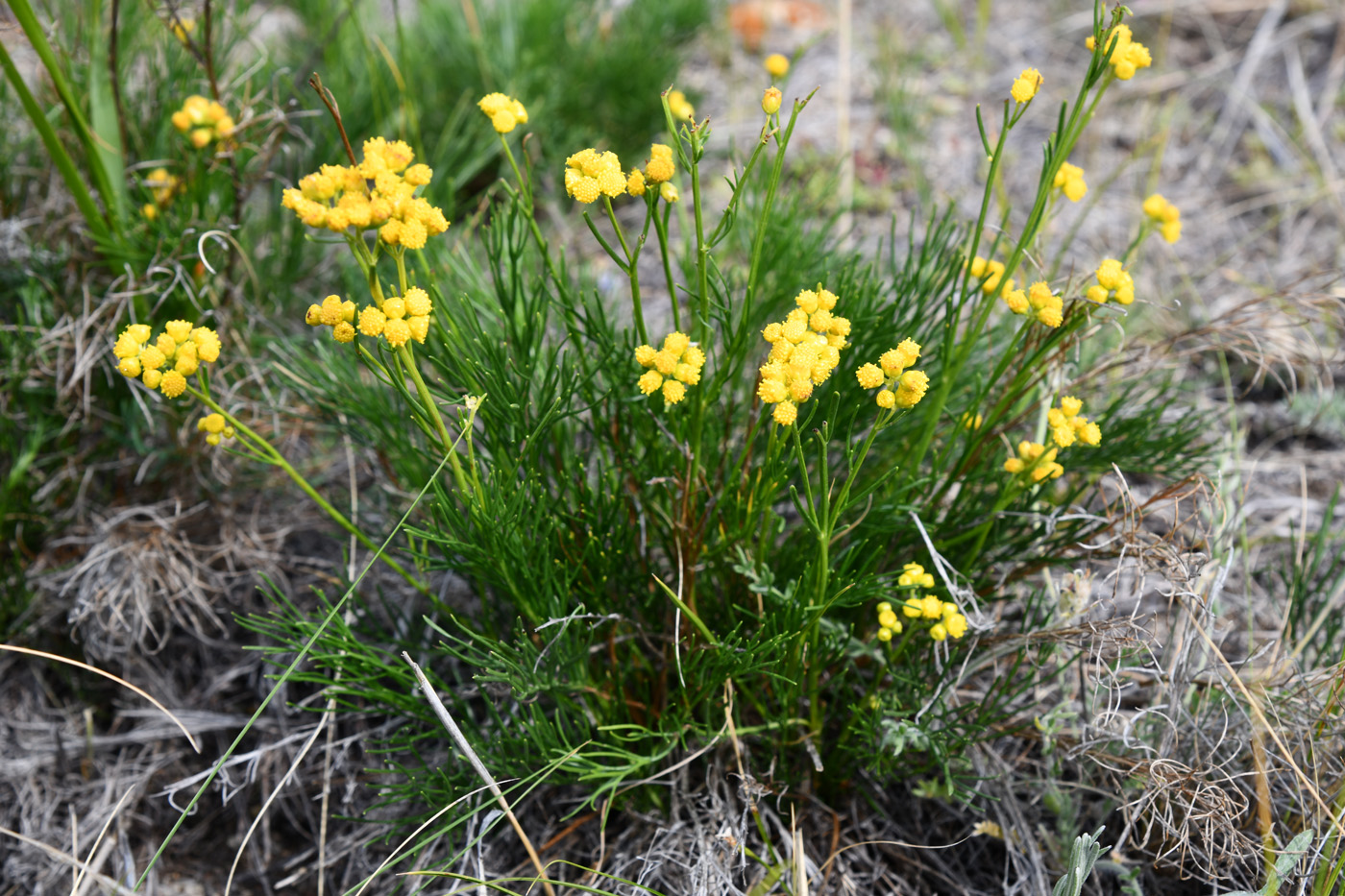 Изображение особи Filifolium sibiricum.