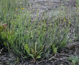 Equisetum hyemale