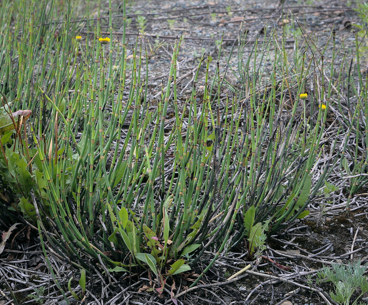 Изображение особи Equisetum hyemale.