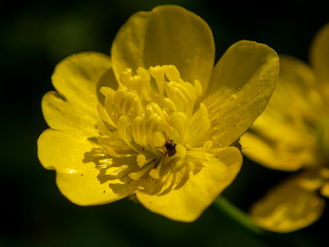 Изображение особи Ranunculus repens.