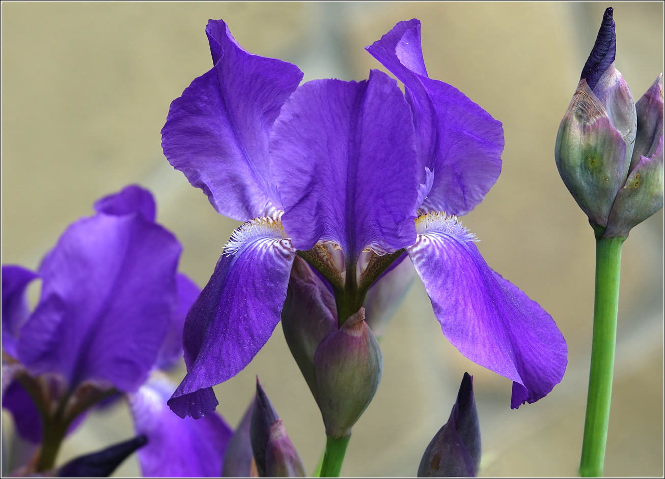 Image of Iris &times; hybrida specimen.