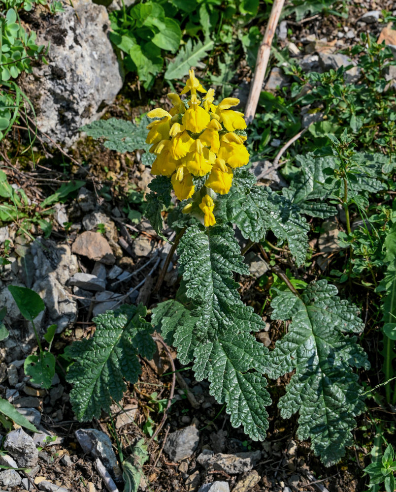 Изображение особи Phlomoides speciosa.